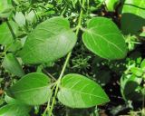 Vinca pubescens