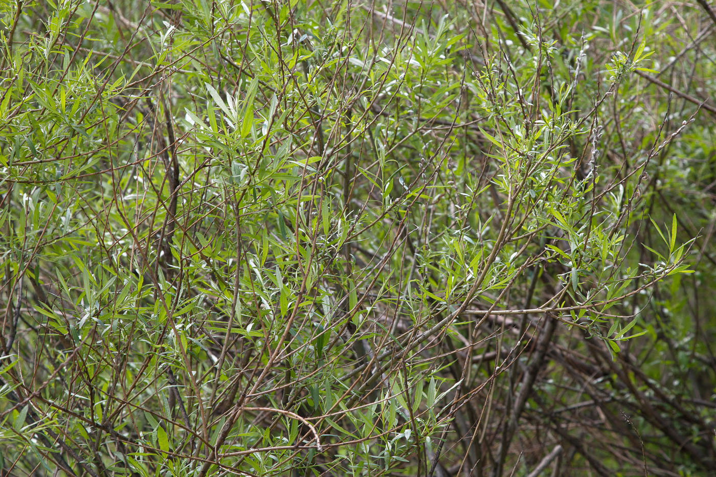 Image of Salix viminalis specimen.