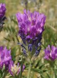 Astragalus onobrychis