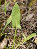 Rumex acetosella