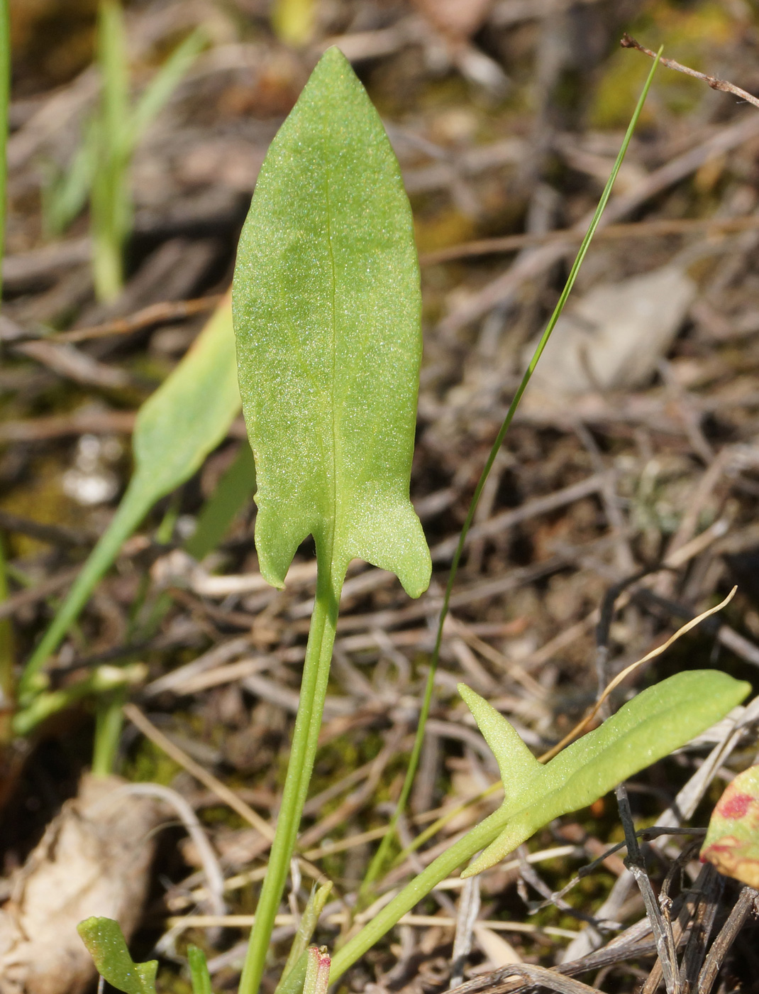 Изображение особи Rumex acetosella.