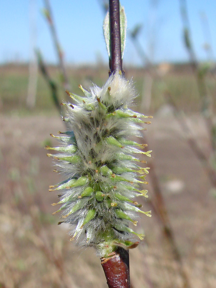 Image of genus Salix specimen.