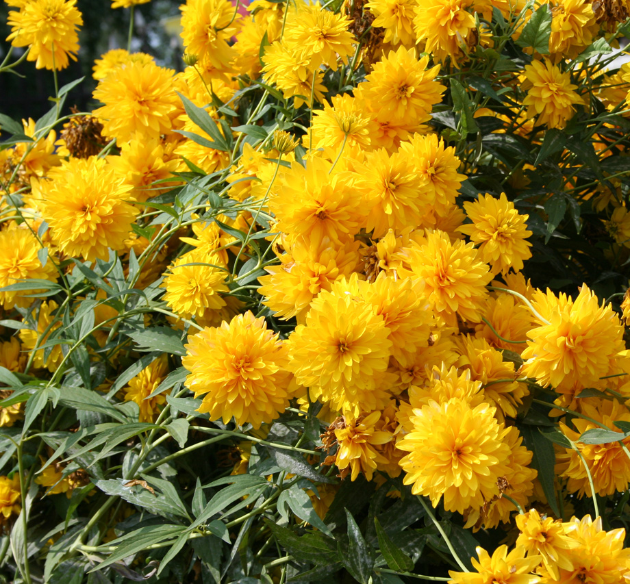 Image of Rudbeckia laciniata var. hortensia specimen.