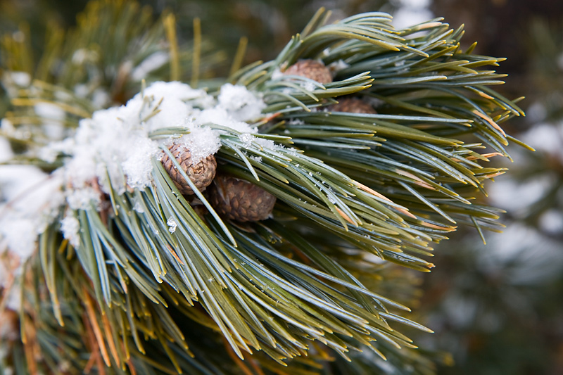 Изображение особи Pinus cembra.