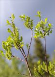 Salix phylicifolia