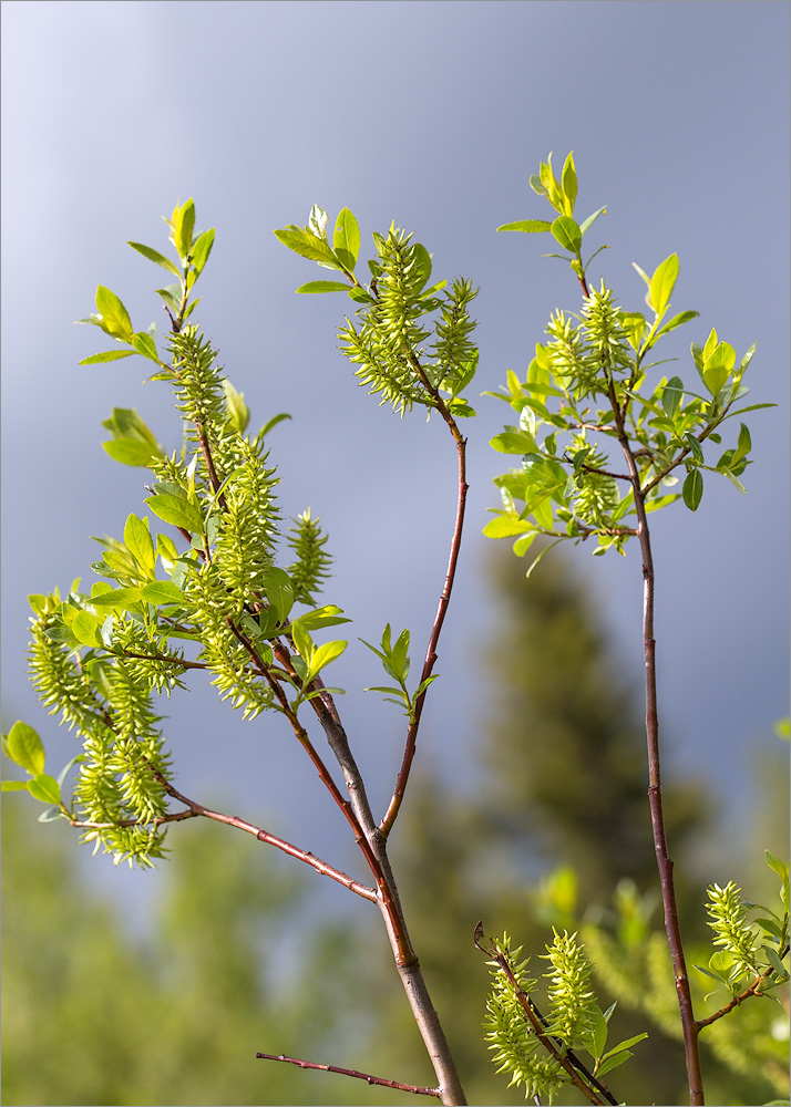 Изображение особи Salix phylicifolia.