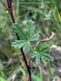 Potentilla heidenreichii. Часть побега с листьями. Челябинская обл., окр. г. Челябинск, Золотая горка, обочина дороги в берёзовом лесу. 24.08.2015.