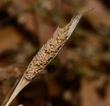 Phalaris paradoxa