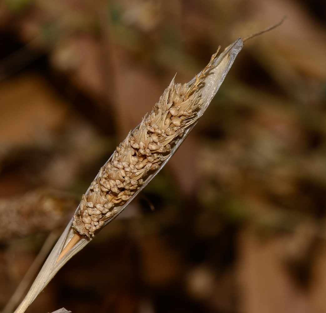 Изображение особи Phalaris paradoxa.