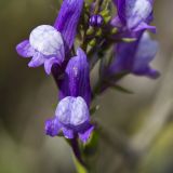 Linaria pelisseriana