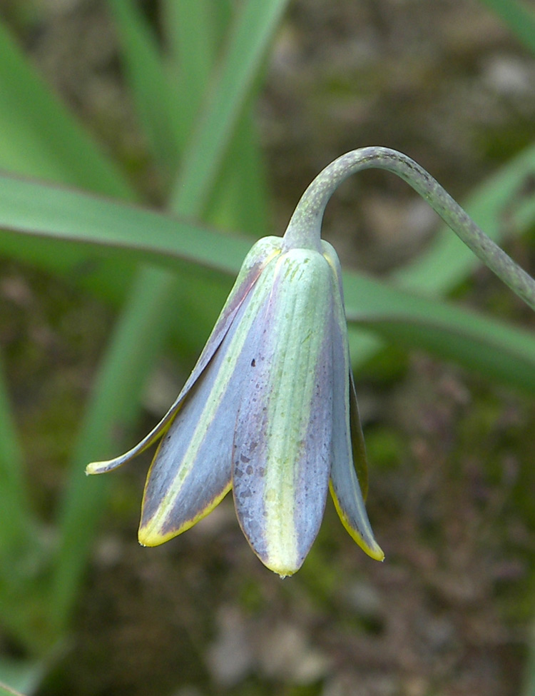 Изображение особи Fritillaria fleischeriana.