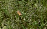 Poa bulbosa ssp. vivipara