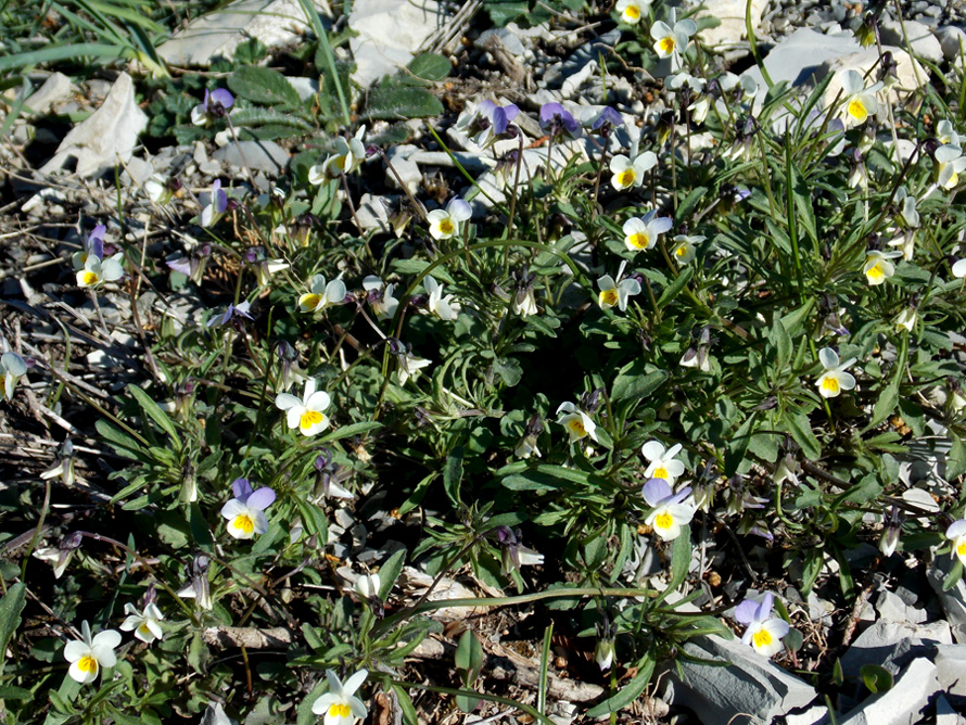 Image of Viola hymettia specimen.
