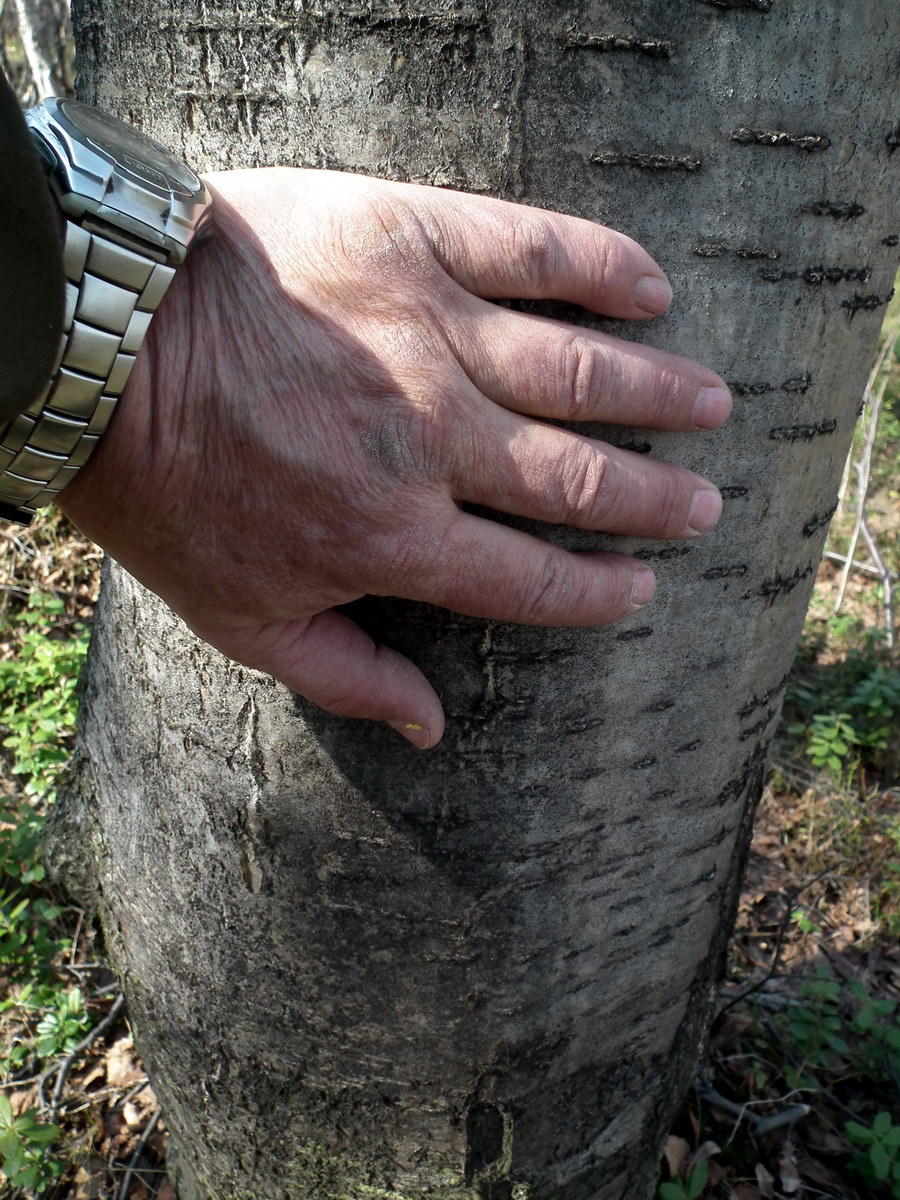 Image of Sorbus aucuparia specimen.