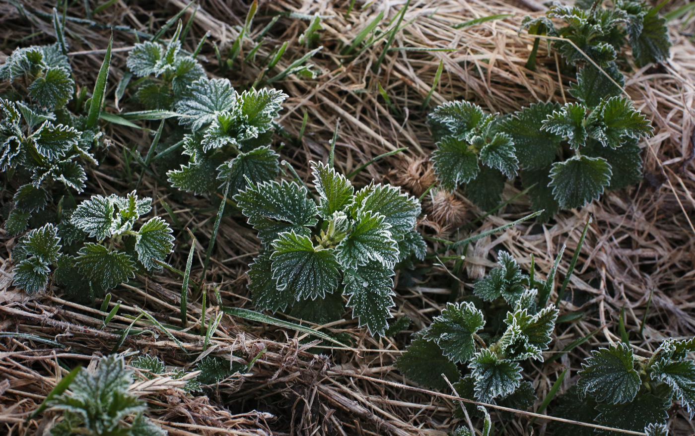 Изображение особи Urtica dioica.