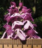 Orchis purpurea подвид caucasica. Верхушка соцветия. Краснодарский край, м/о г. Геленджик, хр. Маркотх, гора Солдатская, дубово-грабовый лес с примесью клёна и липы. 09.05.2016.