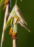 Bromopsis inermis. Фрагмент средней части соцветия. Санкт-Петербург. 16.09.2009.