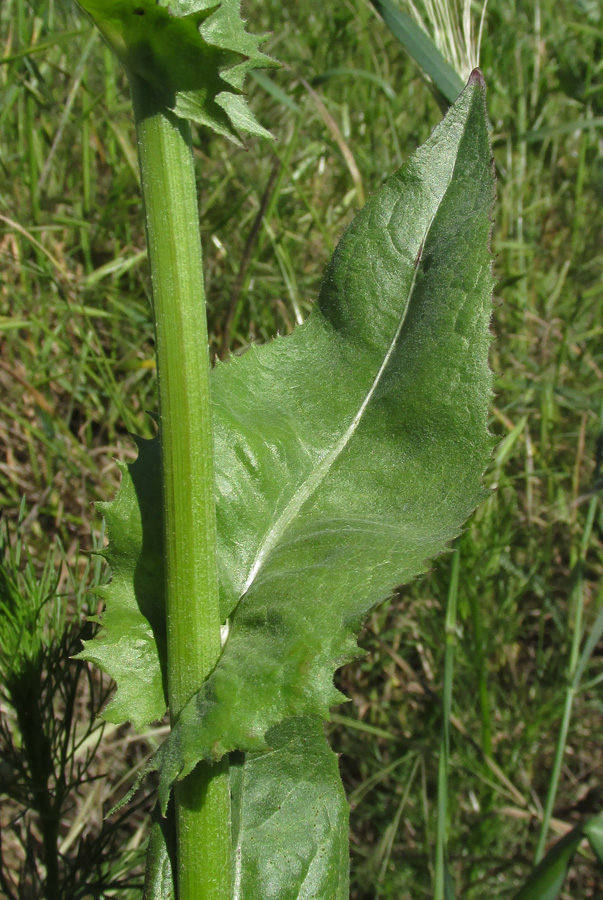 Изображение особи Crepis alpina.