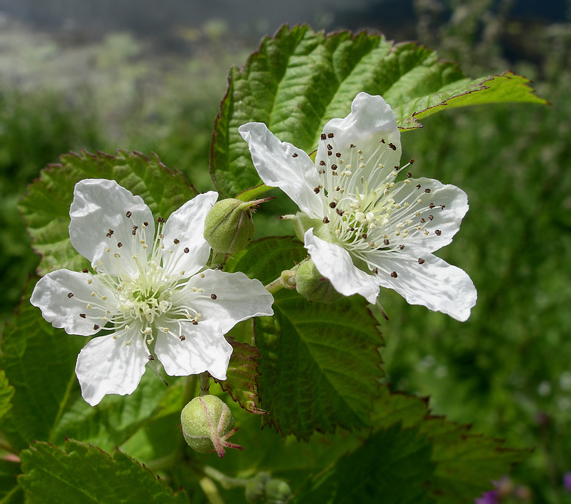 Изображение особи Rubus caesius.