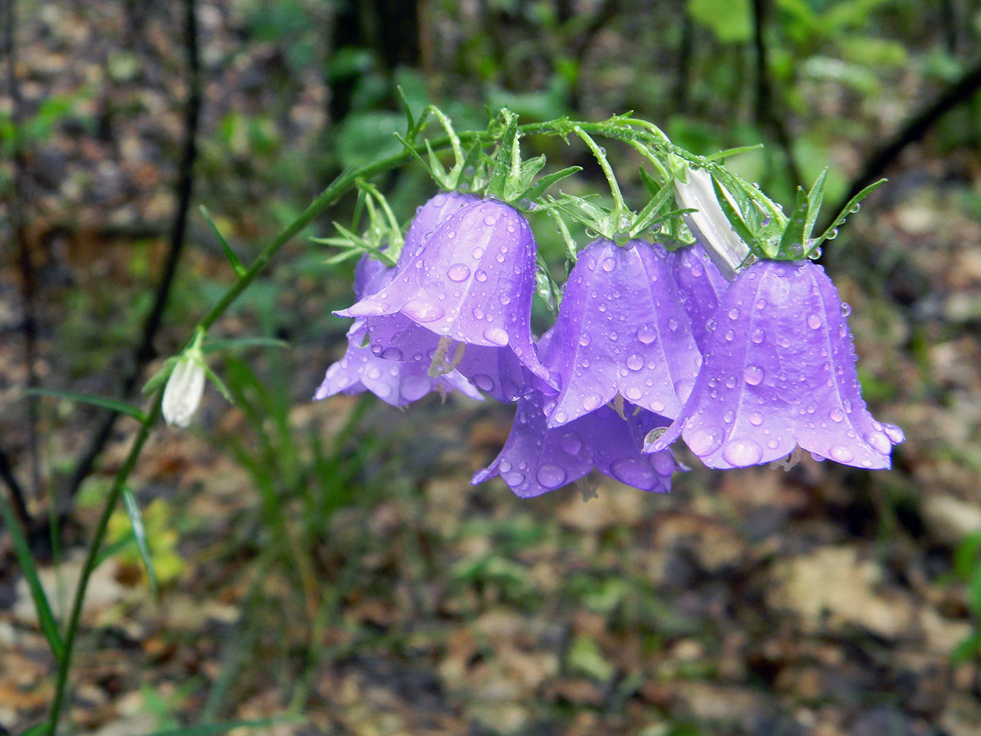 Image of Campanula persicifolia specimen.