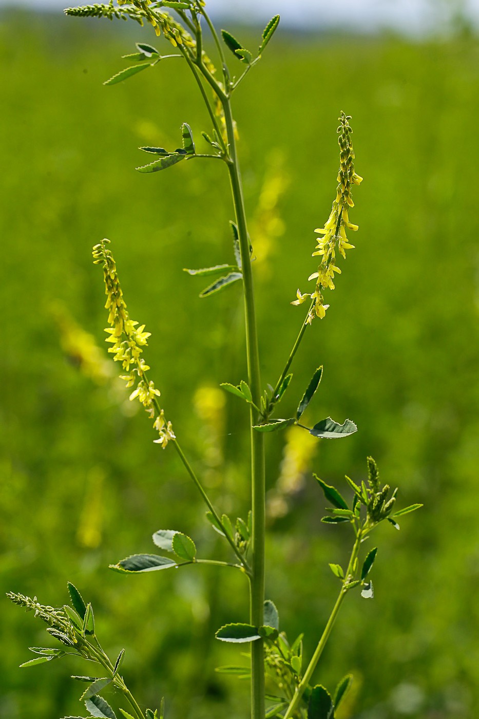 Изображение особи Melilotus officinalis.