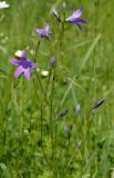 Campanula patula. Верхушка цветущего растения. Татарстан, Лениногорский р-н, остепнённый луг. 09.06.2016.