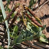 Lathyrus japonicus ssp. maritimus