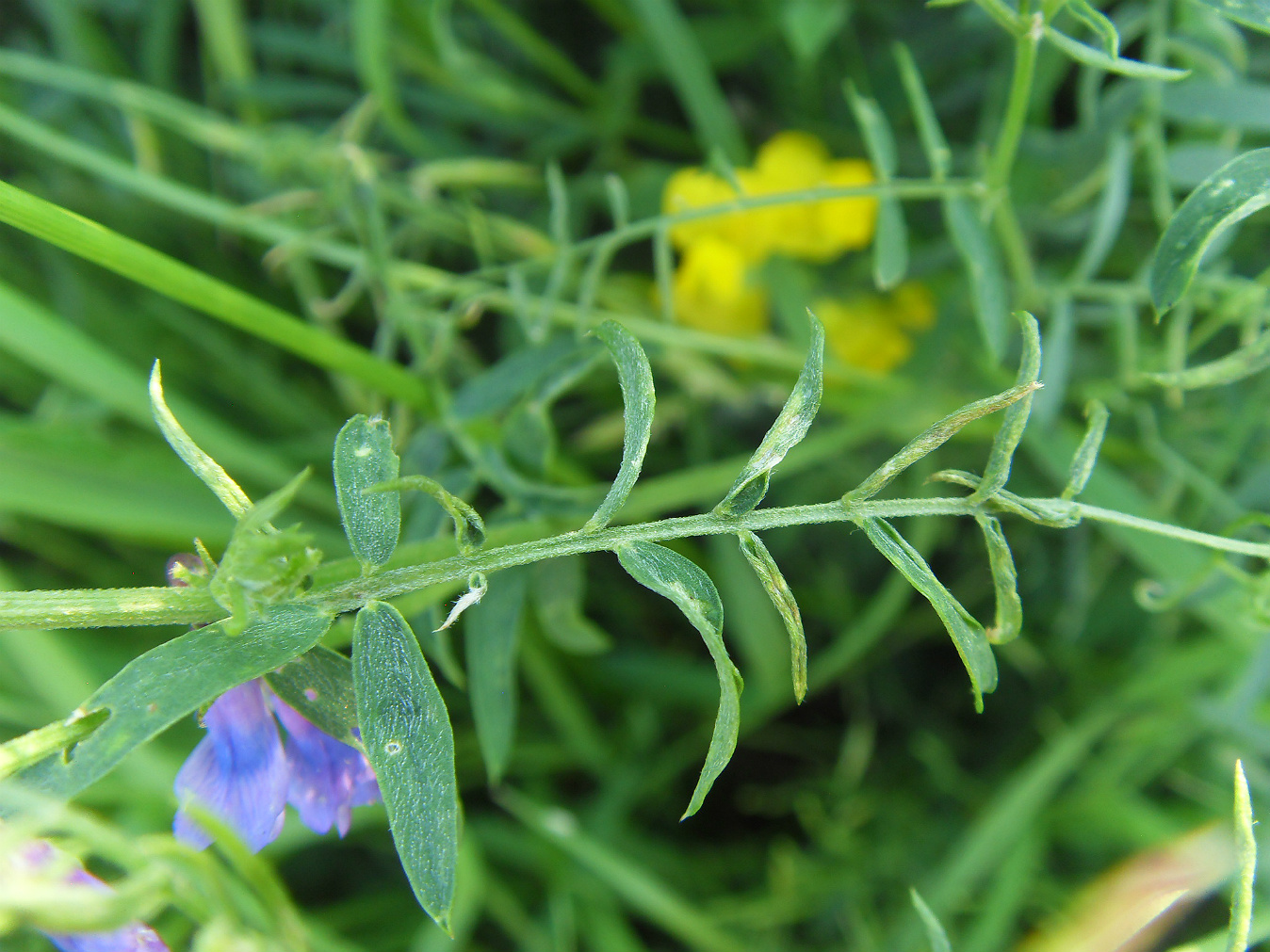 Image of genus Vicia specimen.