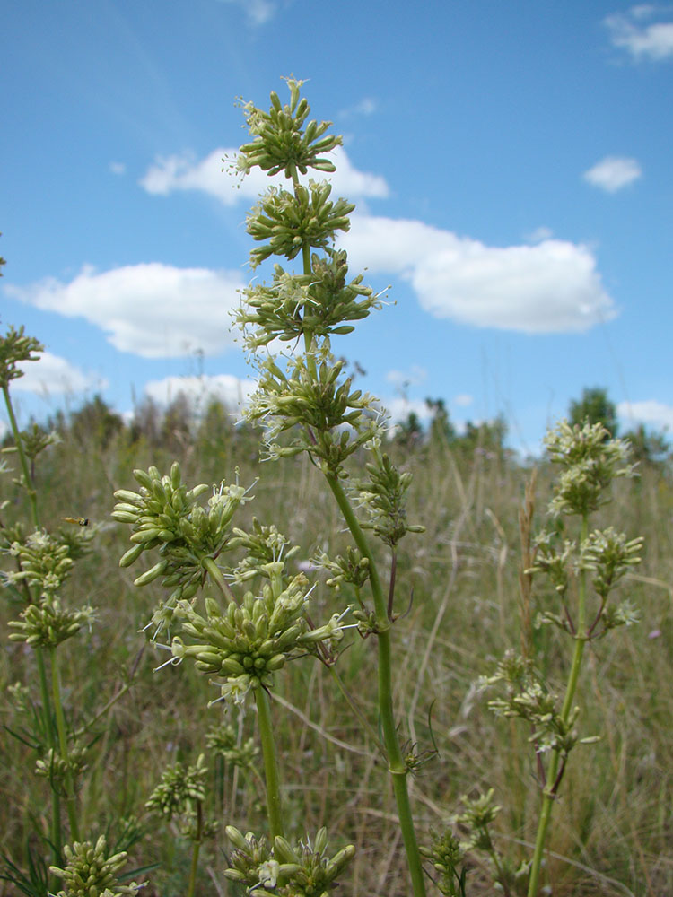 Image of Silene sibirica specimen.