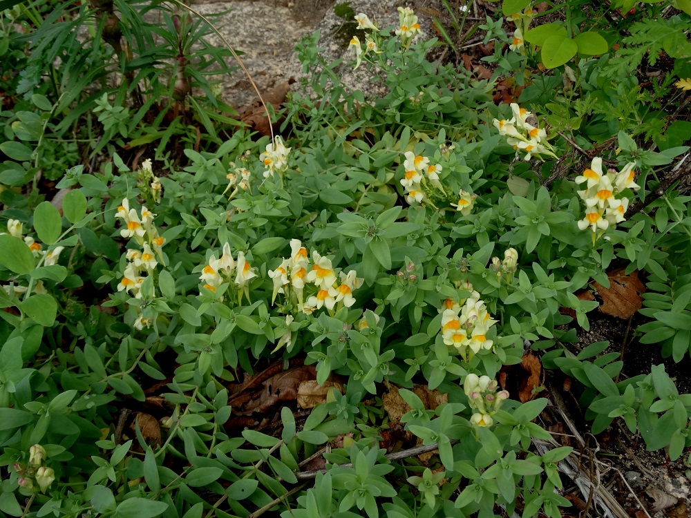 Image of Linaria japonica specimen.
