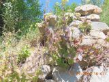 Hylotelephium caucasicum