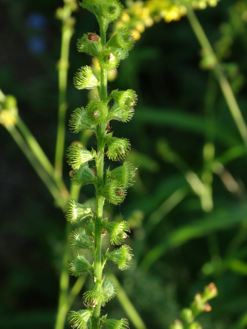 Image of Agrimonia coreana specimen.