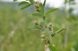 Lespedeza davurica