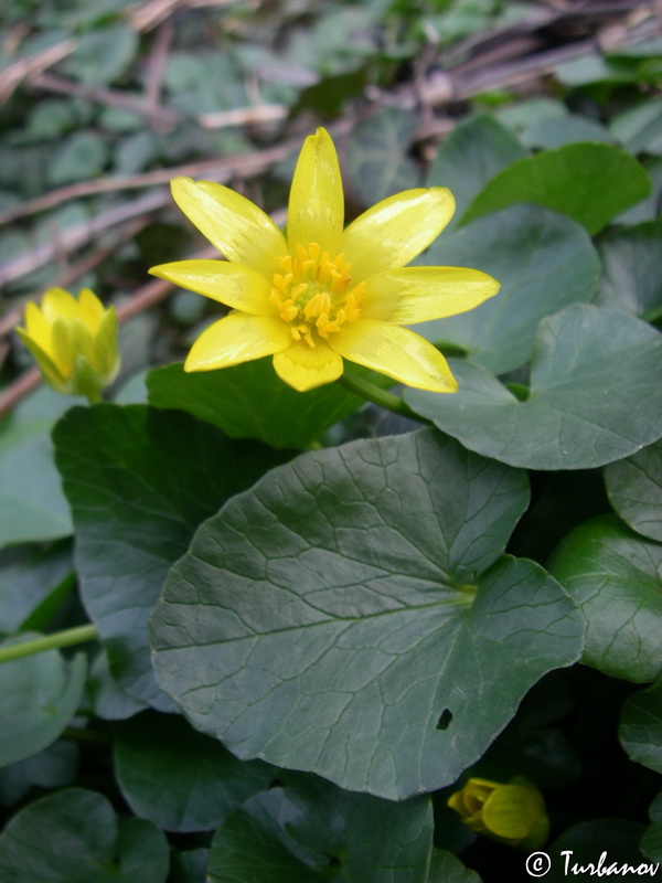 Image of Ficaria calthifolia specimen.