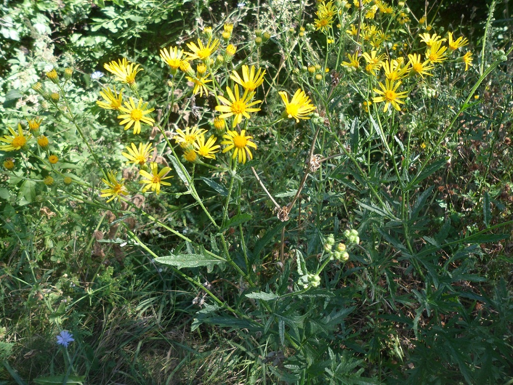 Image of Senecio grandidentatus specimen.