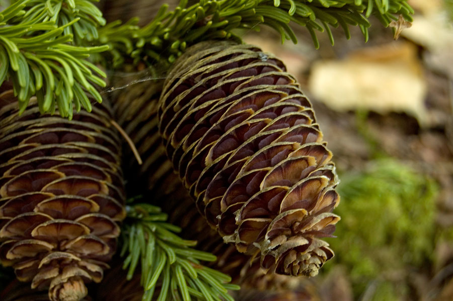 Image of Abies sibirica specimen.