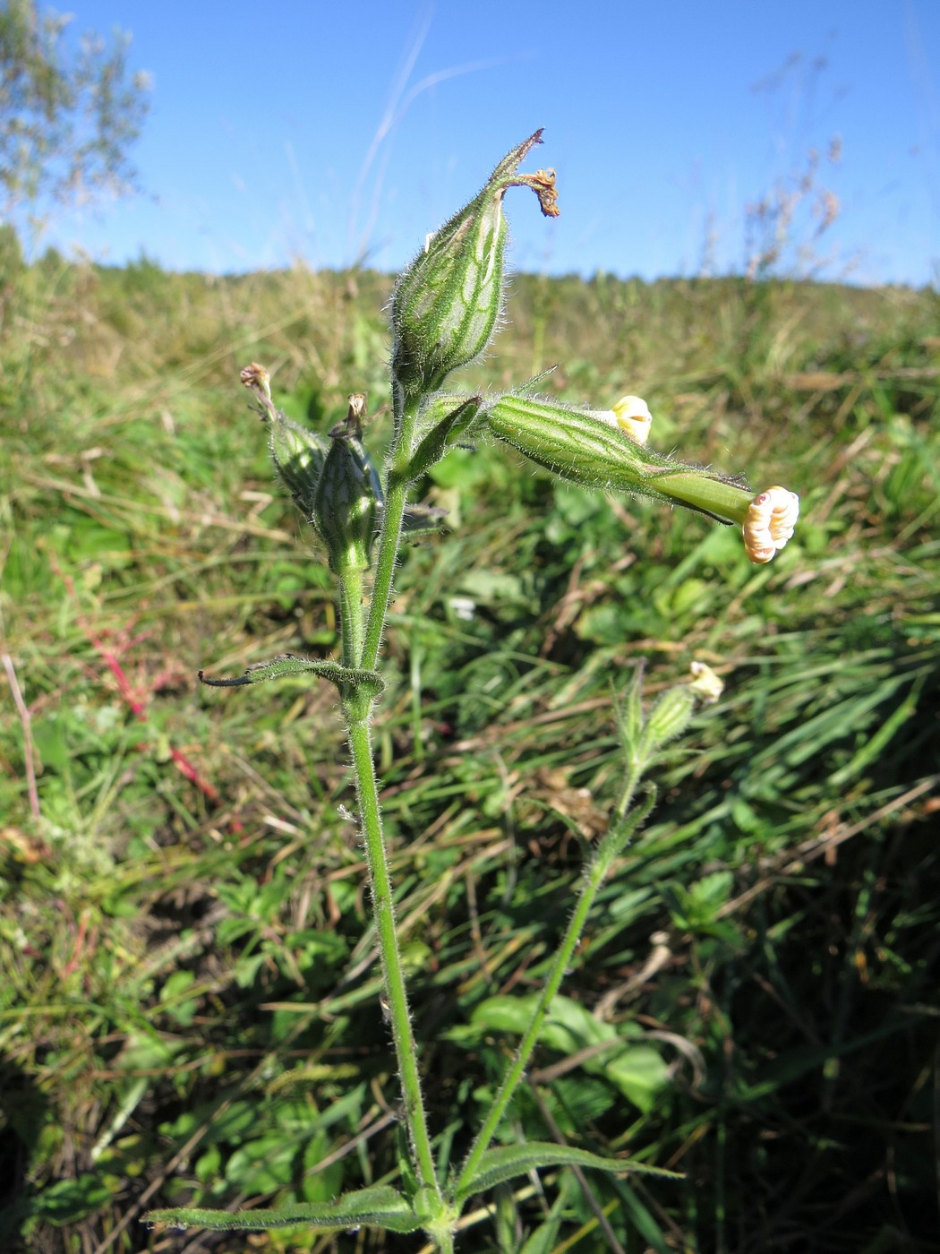 Image of Silene noctiflora specimen.