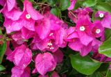 род Bougainvillea. Соцветия, после дождя. Израиль, г. Бат-Ям, в городском озеленении. 12.04.2016.