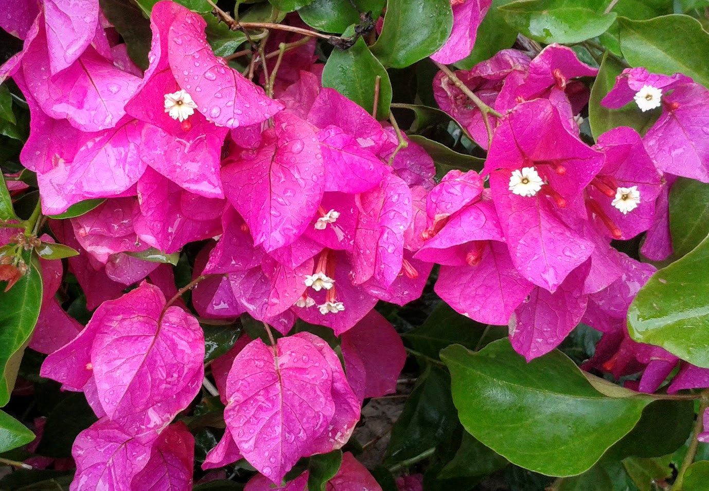 Изображение особи род Bougainvillea.