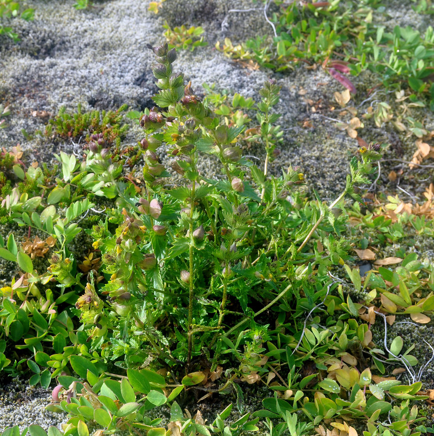 Image of Rhinanthus minor specimen.