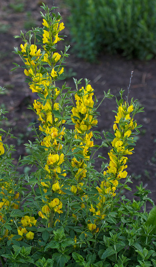 Изображение особи Chamaecytisus ruthenicus.