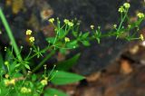 Rubia cordifolia