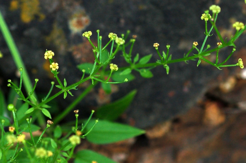 Image of Rubia cordifolia specimen.