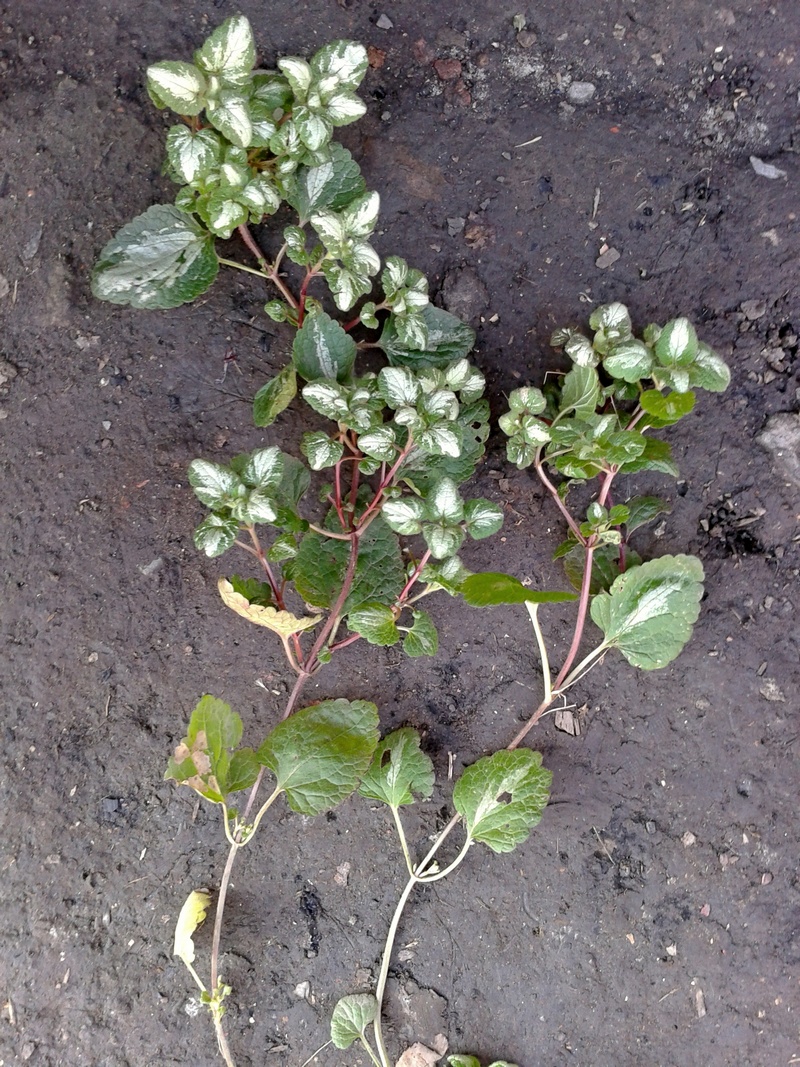 Image of Lamium maculatum specimen.