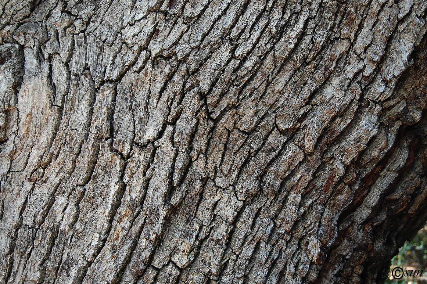 Image of Quercus pubescens specimen.