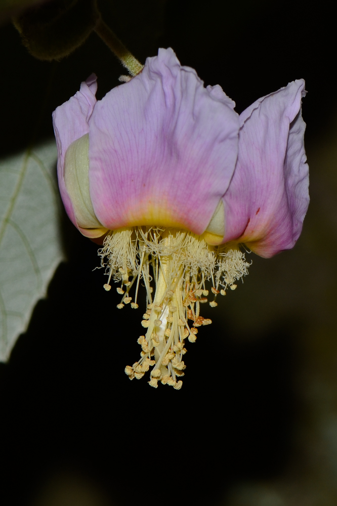 Image of Luehea divaricata specimen.