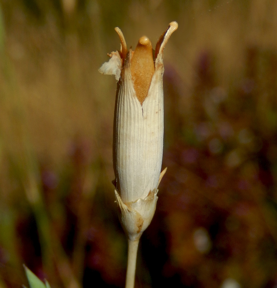 Image of Dianthus lanceolatus specimen.