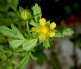 Potentilla supina