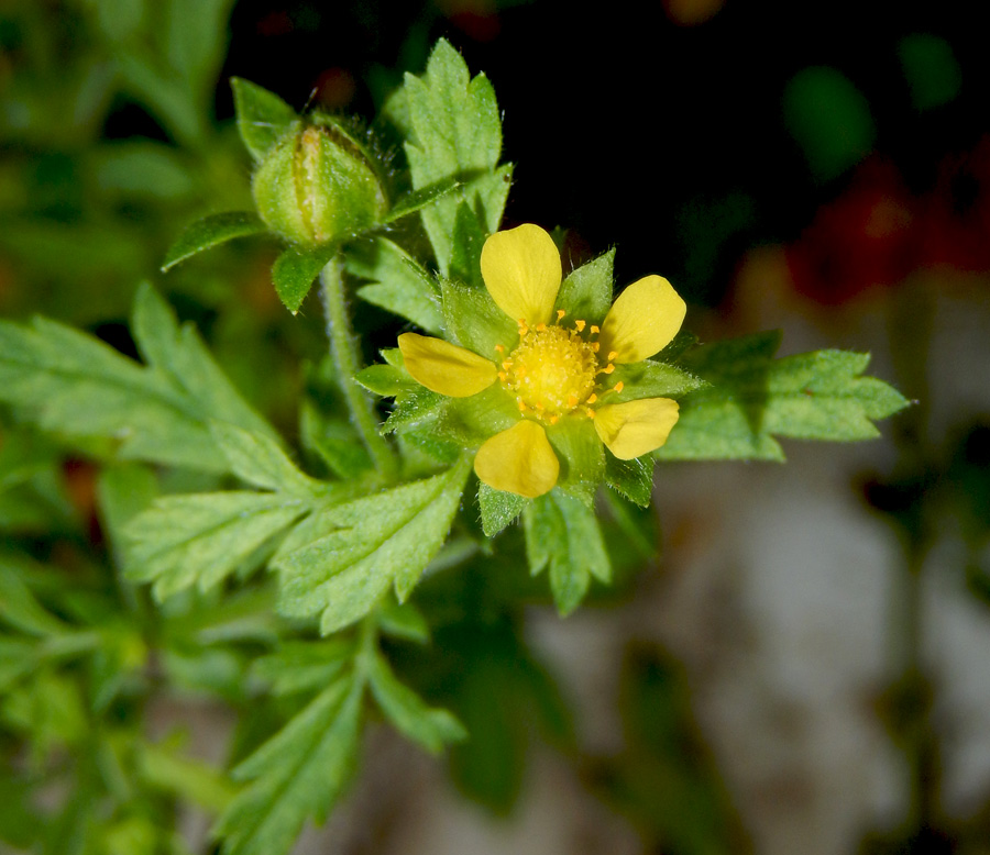 Изображение особи Potentilla supina.