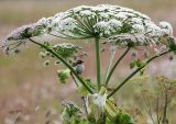 Heracleum sosnowskyi. Верхушка цветущего растения с сидящим луговым чеканом. Коми, Сыктывдинский р-н, окр. пос. Еляты, край поля. 09.07.2015.